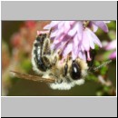 Andrena fuscipes - Heidekraut-Sandbiene m02c 8 mm -Sandgrube Niedringhaussee.jpg